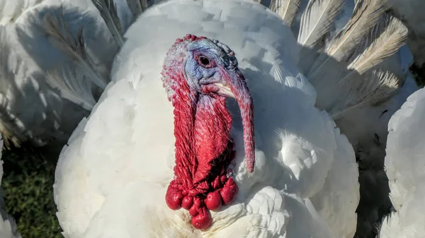 Closeup Shot White Turkey Bird Sunlight Farm — Stock Photo, Image