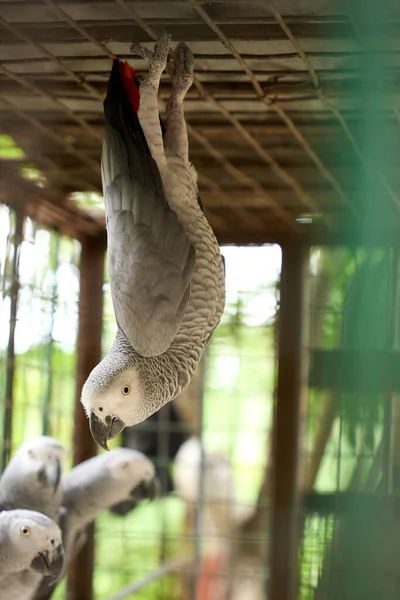 Selective Focus Shot Grey Parrots Cage — Stock Photo, Image