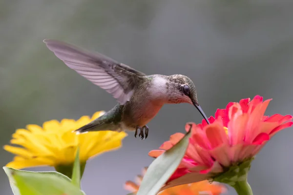 A closeup shot of gray Hummingbird flying over flowers