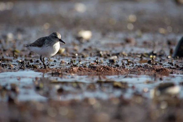 Küçük Bir Kuşun Güzel Bir Görüntüsü Yerde Duruyor Suda Yansımasını — Stok fotoğraf