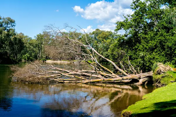公園の奥に木と曇りの空のある湖の中の壊れた裸の木 — ストック写真