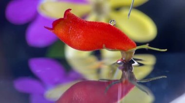 Macro droplet reflection. A red color flower on the water. Trying to put and stabilize the water droplets on top of the flower with a needle.