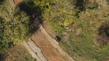 A drone shot of zebras walking in animals park between trees on a sunny day