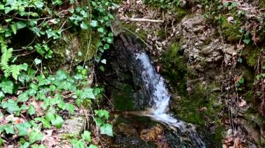 A footage of  small stream in the wilderness
