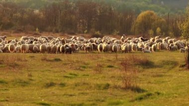 A flock of sheep grazing in the lush field surrounded by green trees and plants