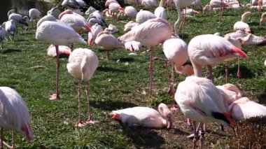 Güneşli bir günde hayvanat bahçesinde bir grup pembe flamingo.