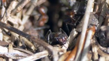 Orman karıncalarının yakın çekim videosu.