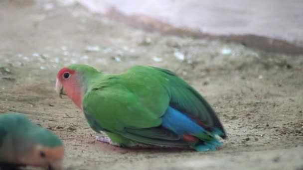 Closeup View Happy Rose Ringed Parakeet Enjoying Food Ground — Vídeo de Stock