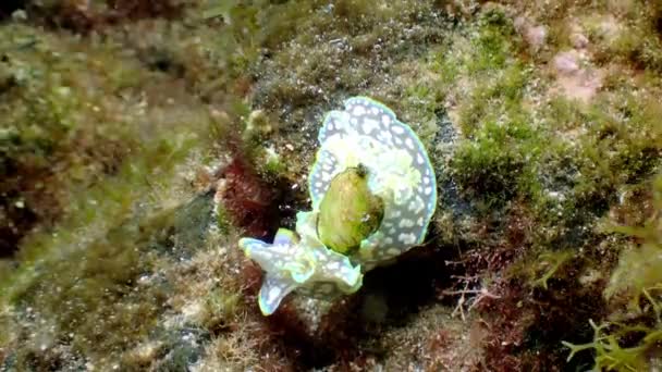 スペイン カナリア諸島エル ヒエロ島の大西洋をゆっくりと這う小型メロ海カタツムリ Micromelo Undatus の閉鎖 — ストック動画