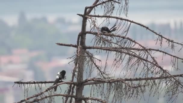 Foyer Peu Profond Oiseau Pie Eurasienne Debout Sur Une Branche — Video