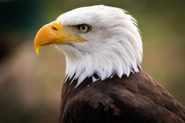 Bulanık bir arkaplanda kel bir kartalın kafasının sığ odak noktası.