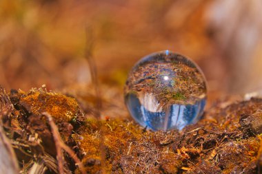 a closeup shot of glass ball in the Thuringian Forest