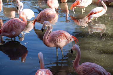 A flock of pink flamingos by the lake in a zoo