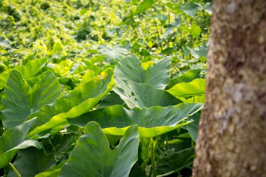 Kolocasia esculenta ya da taro bitkisi. Colocasia ayrıca Kochu, kocu (Kocu) veya kocu pata greens duvar kağıdı hd.