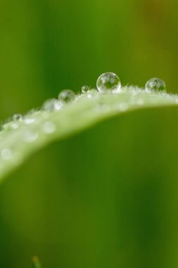 Bahçedeki yeşil yaprakların üzerine bir su damlası.