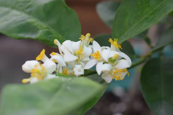 Selective Focus Shot Blooming White Lemon Tree Flower Garden — Photo