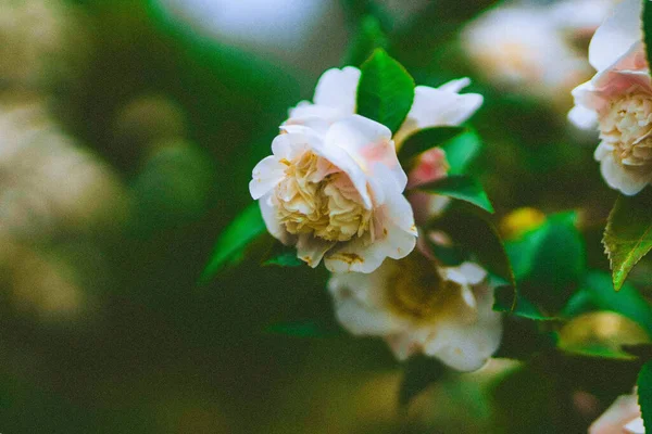 Eine Nahaufnahme Von Rosa Rosen Einem Garten Während Des Tages — Stockfoto