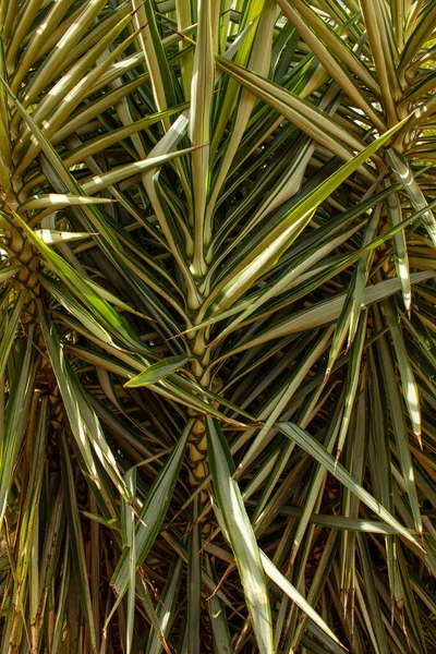 Primer Plano Vertical Las Plantas Yucca Aloifolia —  Fotos de Stock