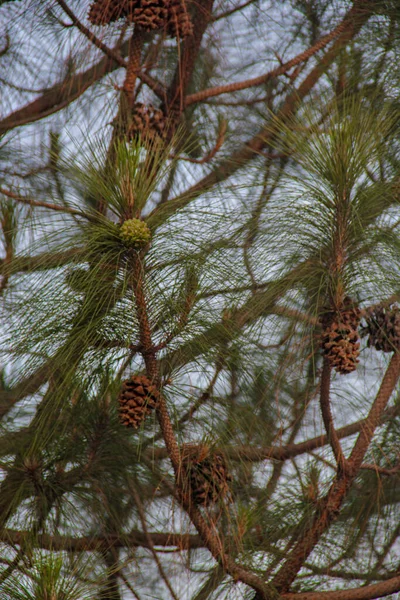 Tiro Vertical Baixo Ângulo Cones Pinheiro Uma Árvore Uma Floresta — Fotografia de Stock