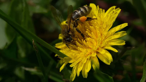 Eine Honigbiene Ernährt Sich Von Löwenzahnblüten — Stockfoto