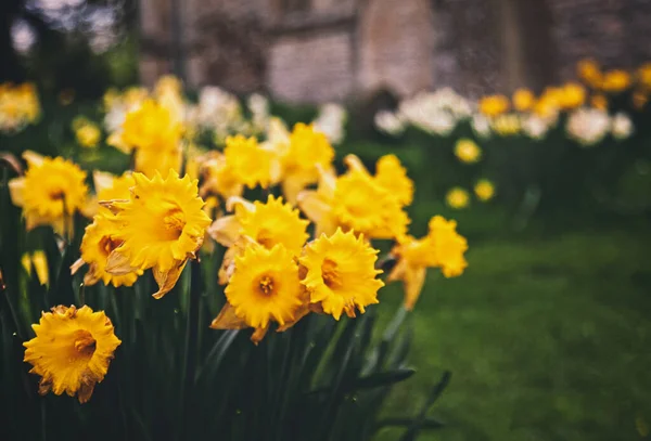 Closeup Shot Blooming Yellow Daffodils Field — Stockfoto