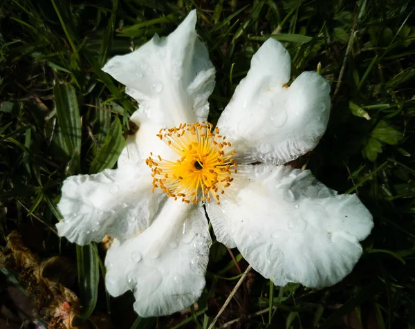 Вид Polyspora Axillaris Жареные Яйца Завод Белые Цветы Саду — стоковое фото