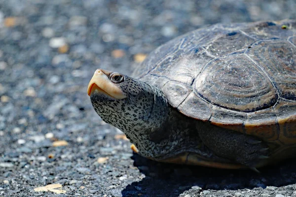 Yerde Sürünen Bir Kaplumbağanın Seçici Odak Noktası — Stok fotoğraf