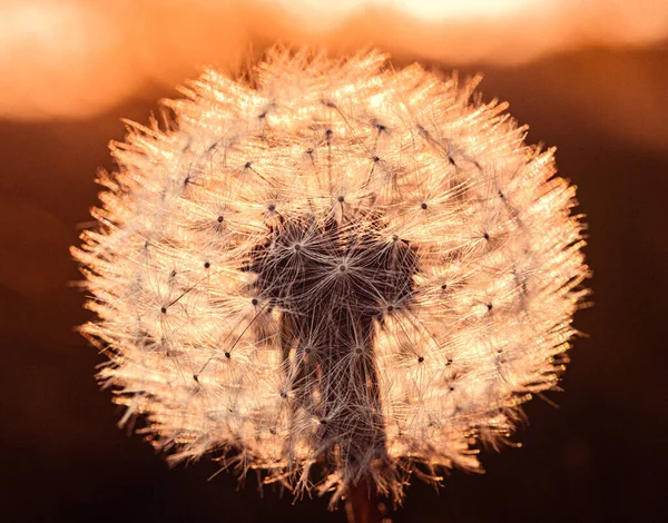 Een Macro Shot Van Een Paardebloem Een Wazige Achtergrond — Stockfoto