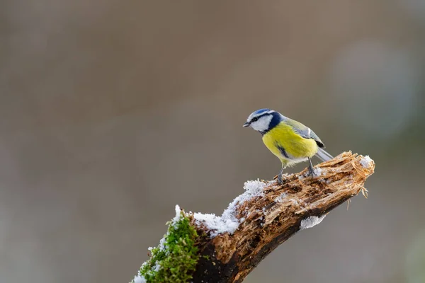 A selective focus shot of a yellow great tit bird perched on a branch