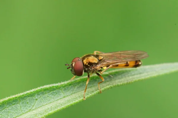 Крупный План Обычного Короткого Меланостома Мелинная Hoverfly Сидя Соломе Травы — стоковое фото