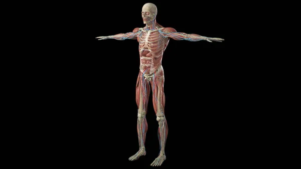 Візуалізація Системи Кровообігу Чорному Тлі — стокове фото