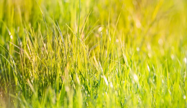 Sunlight Shining Grassland Meadow Sunshine Farming Coutryside Rural Scene Spring — Stock Photo, Image