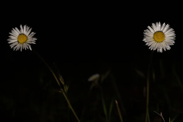 Nahaufnahme Von Zwei Gänseblümchen Isoliert Auf Schwarzem Hintergrund — Stockfoto