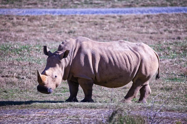 Une Vue Grands Rhinocéros Gris Debout Dans Champ — Photo