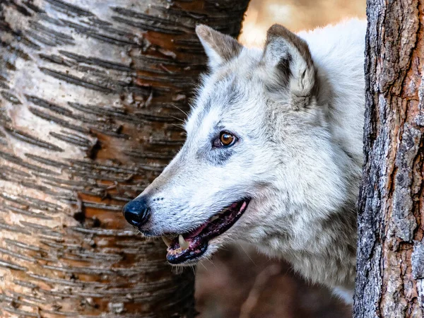 Een Witte Poolwolf Die Rondkijkt Tussen Boomstammen Zijn Natuurlijke Habitat — Stockfoto