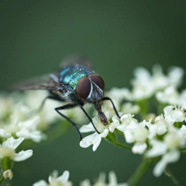 Eine Selektive Fokusaufnahme Einer Grünen Flasche Fliegt Auf Weißen Blumen — Stockfoto