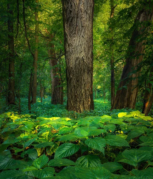 Beautiful Shot Huge Tree Trunks Blossom Wet Canadian Wood Nettle — Stock Photo, Image