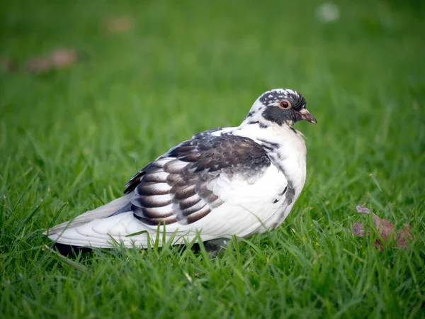 색소의 모습의 비둘기 — 스톡 사진