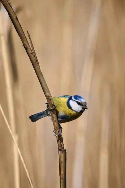 Macro Shot Eurasian Blue Tit Cyanistes Caeruleus Small Songbird Branch — Foto de Stock