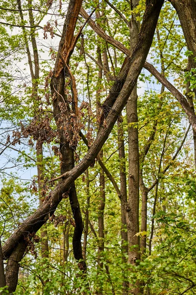 Vertikální Záběr Zelených Stromů Lese — Stock fotografie