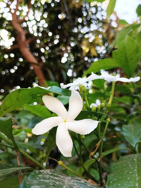 Con Amor Capturado Por Rathya Fotografía Móvil Clics Apasionados Hyderabadi — Foto de Stock