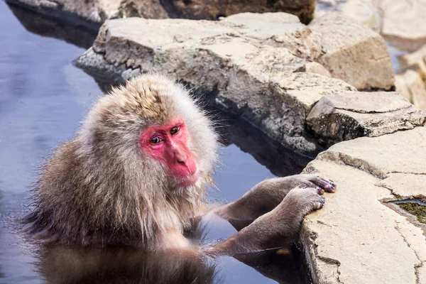 Een Close Shot Van Een Wilde Makaak Aap Zwemmen Een — Stockfoto