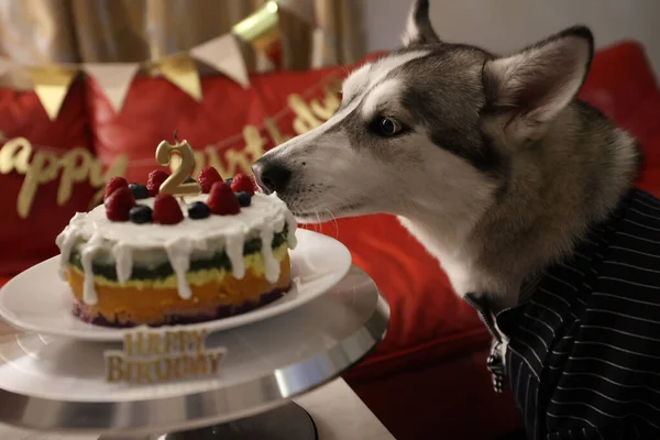 Eine Nahaufnahme Eines Grauen Siberian Husky Der Eine Kleine Geburtstagstorte — Stockfoto