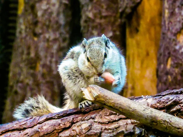 Tiro Close Esquilo Palma Norte Comendo Amendoim Galho Árvore Floresta — Fotografia de Stock