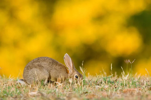 Focus Superficiale Coniglio Selvatico All Alba Nella Spagna Occidentale — Foto Stock