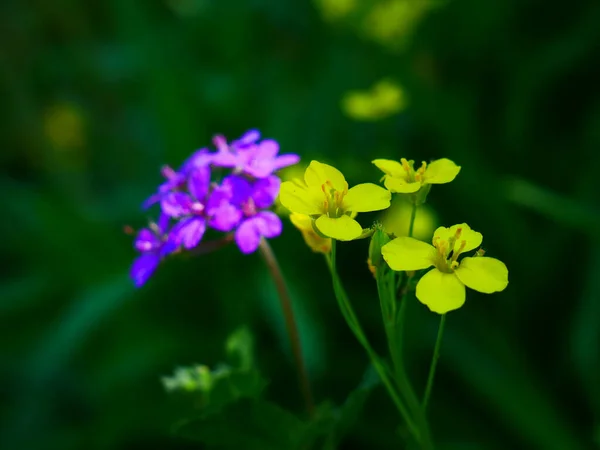 Beautiful Photo Yellow Small Flowers — Fotografia de Stock