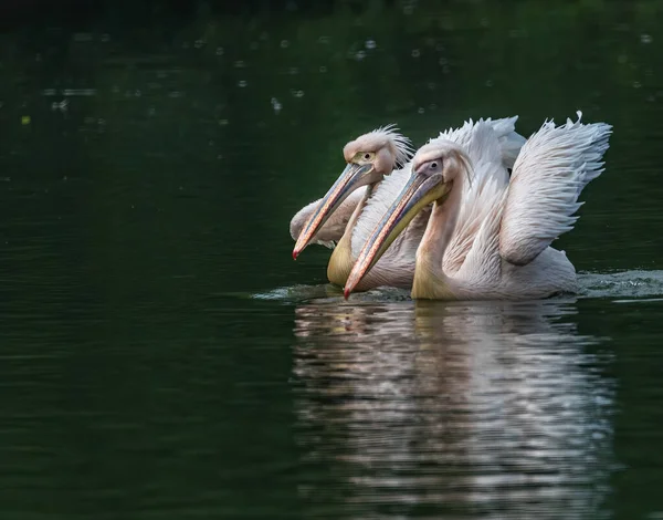 Par Pelícanos Saliendo Lago —  Fotos de Stock