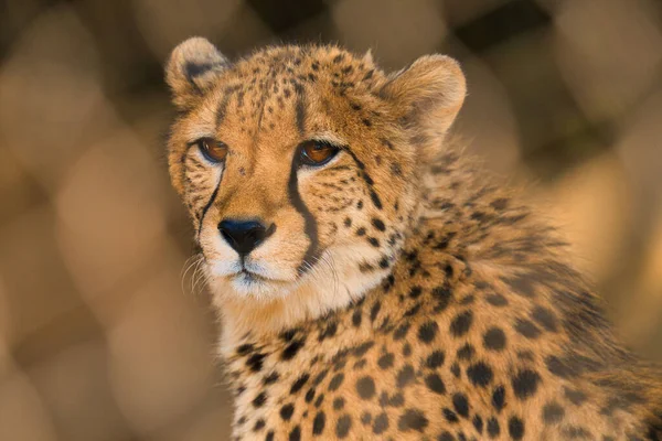 Closeup Shot Beautiful Cheetah Face — Stock Photo, Image