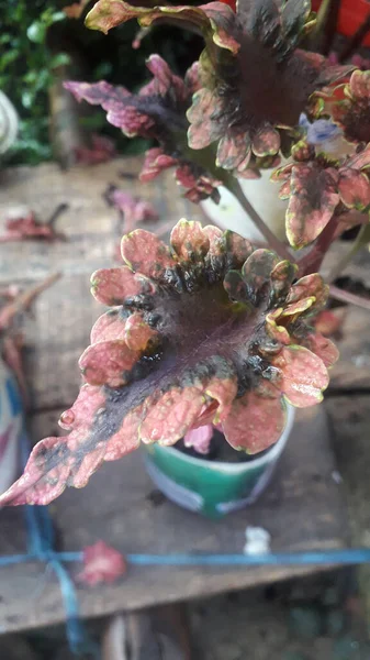 Closeup Shot Purple Leaves Plant Growing Pot Sunny Day Blurred — Φωτογραφία Αρχείου