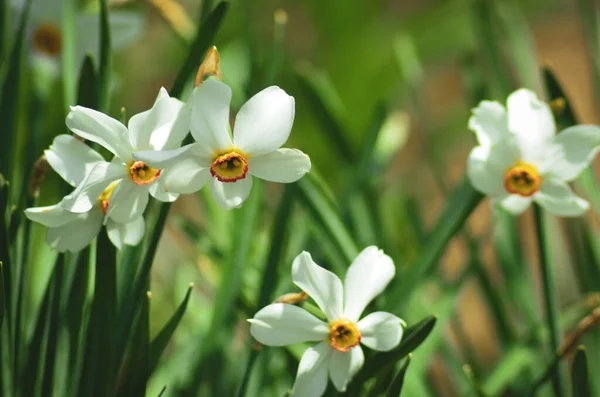 Närbild Bild Vita Narcisser Blommor Isolerade Parken — Stockfoto